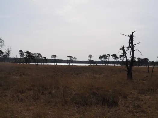 Kalmthoutse Heide, Kalmthout (België)
